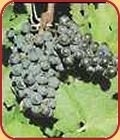 Cabernet Sauvignon Weintrauben